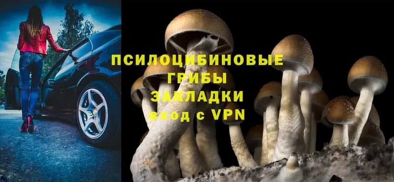 Галлюциногенные грибы Cubensis  цены   MEGA онион  дарк нет какой сайт  Камышлов 